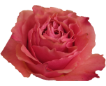 Hot Carpediem Rose d'Equateur Ethiflora